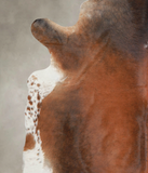 Brown with Red Cowhide Rug #A23426