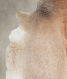 Caramel Cowhide Rug #A24591