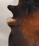Brown with Red Cowhide Rug #A26035