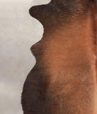 Brown with Red Cowhide Rug #A26101