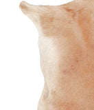 Goatskin #A27770
