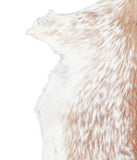 Goatskin #A27974