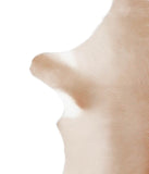Calfhide #A28785