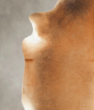Caramel Cowhide Rug #B1762