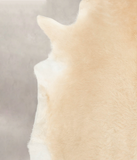 Palomino Cowhide Rug #B4950