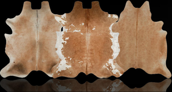 files/hh-header-palomino.jpg